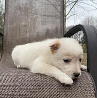 Violet, a female Australian Cattle Dog for sale in Richmond, MI – Photo 3 of 9