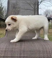 Violet, a female Australian Cattle Dog for sale in Richmond, MI – Photo 6 of 9