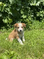 Abbey, a female Australian Shepherd and Border Collie for sale in Richmond, MI – 5 of 5