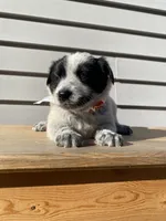 Pluto 🐾, a male Australian Cattle Dog and Border Collie for sale in Smiths Creek, MI – 4 of 7
