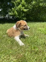 Eddy, a male Australian Shepherd and Border Collie for sale in Smiths Creek, MI – 6 of 8