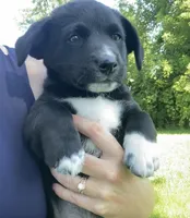 Chip, a male Shiba Inu and Border Collie for sale in Smiths Creek, MI – 2 of 5