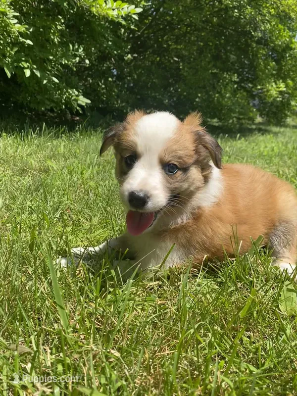 Bonnie – Australian Shepherd, Border Collie puppy for sale in Smiths Creek, MI