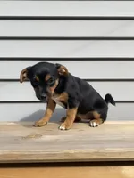 Sofia , a female Jack Russell Terrier and Chihuahua for sale in Smiths Creek, MI – 7 of 8