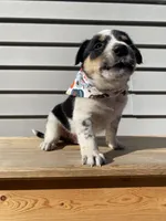 Mickey 🐾, a male Australian Cattle Dog and Border Collie for sale in Smiths Creek, MI – 6 of 9