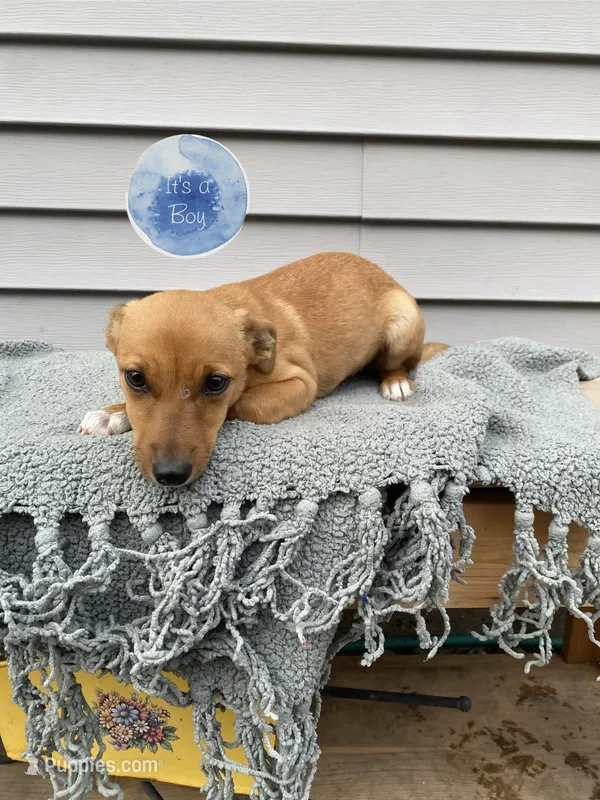 Russell , a male Jack Russell Terrier for sale in Smiths Creek, MI – 1 of 5