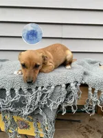 Russell , a male Jack Russell Terrier for sale in Smiths Creek, MI – 1 of 5
