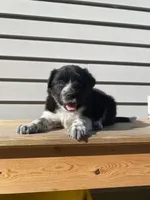 Clara 🐾, a female Australian Cattle Dog and Border Collie for sale in Smiths Creek, MI – 1 of 5