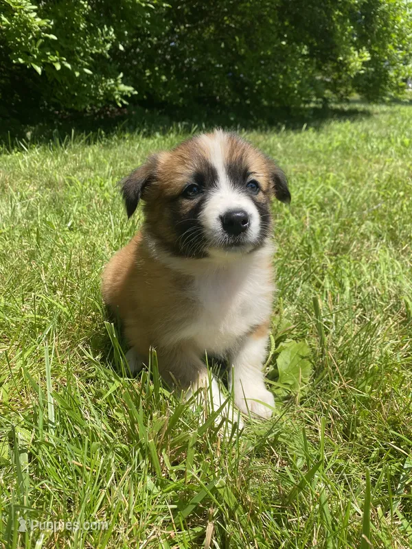 Callie – Australian Shepherd, Border Collie puppy for sale in Smiths Creek, MI