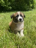 Callie, a female Australian Shepherd and Border Collie for sale in Smiths Creek, MI – 1 of 6