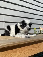 Dinah 🐾, a female Australian Cattle Dog and Border Collie for sale in Smiths Creek, MI – 3 of 8