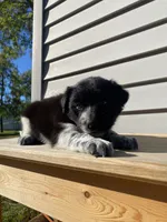 Clara 🐾, a female Australian Cattle Dog and Border Collie for sale in Smiths Creek, MI – 5 of 5