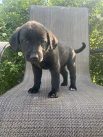 Dash, a male English Shepherd and Jack Russell Terrier for sale in Richmond, MI – 4 of 5