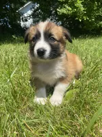 Callie, a female Australian Shepherd and Border Collie for sale in Smiths Creek, MI – 4 of 6