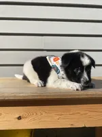 Goofy 🐾, a male Australian Cattle Dog and Border Collie for sale in Smiths Creek, MI – 8 of 9