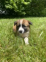 Callie, a female Australian Shepherd and Border Collie for sale in Smiths Creek, MI – 2 of 6