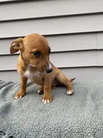 Jane, a female Jack Russell Terrier for sale in Smiths Creek, MI – 4 of 6