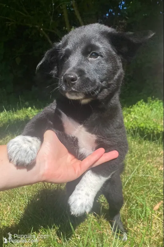 Biscuit – Shiba Inu, Border Collie puppy for sale in Smiths Creek, MI