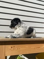 Belle 🐾, a female Australian Cattle Dog and Border Collie for sale in Smiths Creek, MI – 3 of 8