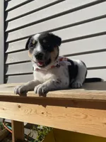 Mickey 🐾, a male Australian Cattle Dog and Border Collie for sale in Smiths Creek, MI – 7 of 9
