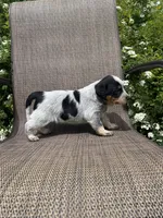 Wyatt, a male Australian Cattle Dog for sale in Richmond, MI – 6 of 6