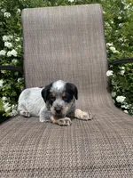 Ranger, a male Australian Cattle Dog for sale in Richmond, MI – 4 of 8