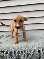 Jenny, a female Jack Russell Terrier for sale in Smiths Creek, MI – 4 of 6