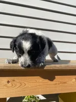 Belle 🐾, a female Australian Cattle Dog and Border Collie for sale in Smiths Creek, MI – 8 of 8