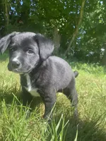 Peanut, a male Shiba Inu and Border Collie for sale in Smiths Creek, MI – 3 of 6