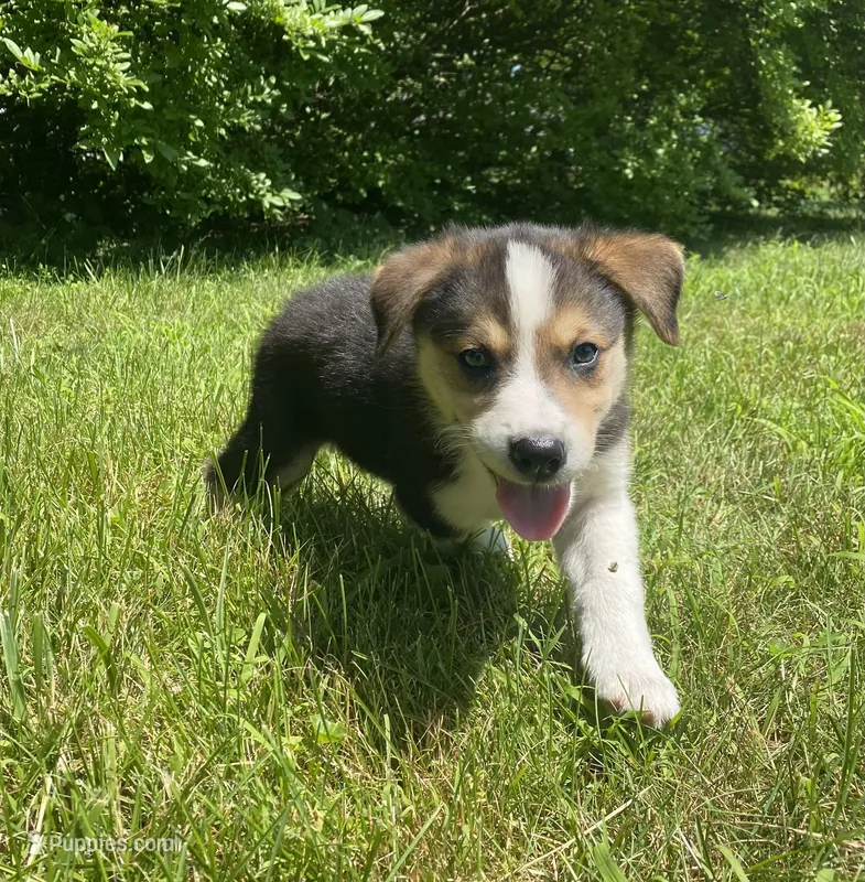 Axle – Australian Shepherd, Border Collie puppy for sale in Smiths Creek, MI
