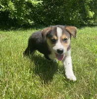 Axle, a male Australian Shepherd and Border Collie for sale in Smiths Creek, MI – 1 of 4