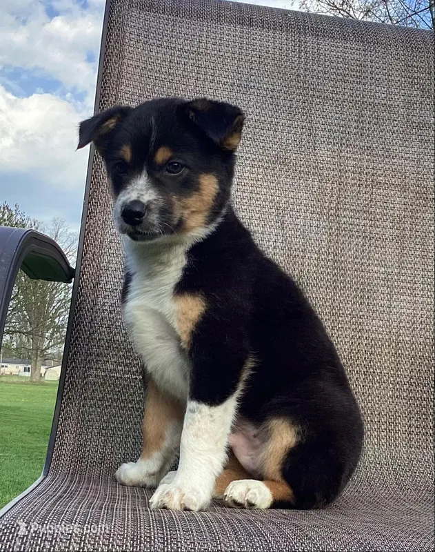 Dash – Australian Cattle Dog, Border Collie puppy for sale in Richmond, MI