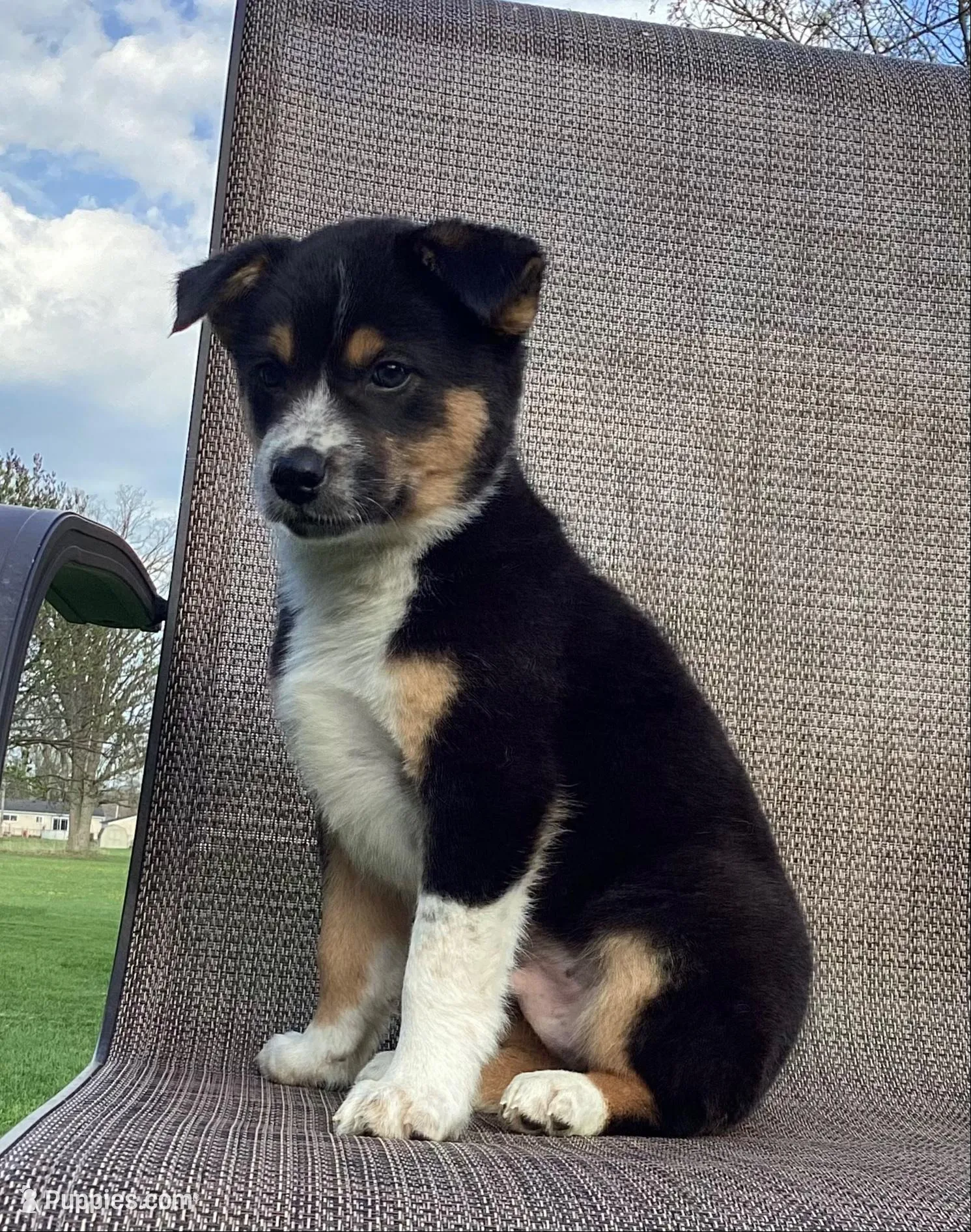 Dash, a male Australian Cattle Dog and Border Collie for sale in Richmond, MI – Photo 1 of 6