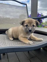Ridge 🐾, a male Border Collie and Alaskan Husky for sale in Richmond, MI – 4 of 6