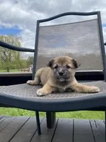 Ridge 🐾, a male Border Collie and Alaskan Husky for sale in Richmond, MI – 2 of 6