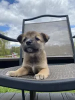 Ridge 🐾, a male Border Collie and Alaskan Husky for sale in Richmond, MI – 3 of 6