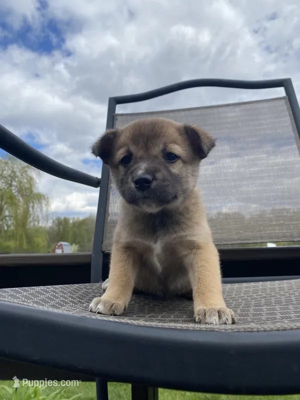 Ridge 🐾 – Border Collie, Alaskan Husky puppy for sale in Richmond, MI