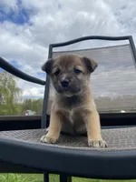 Ridge 🐾, a male Border Collie and Alaskan Husky for sale in Richmond, MI – 1 of 6