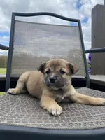 Ridge 🐾, a male Border Collie and Alaskan Husky for sale in Richmond, MI – 5 of 6