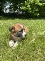 Callie, a female Australian Shepherd and Border Collie for sale in Smiths Creek, MI – 3 of 6