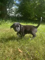 Biscuit, a male Shiba Inu and Border Collie for sale in Smiths Creek, MI – 3 of 6