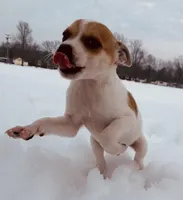 Ace , a male Jack Russell Terrier for sale in Richmond, MI – Photo 1 of 7