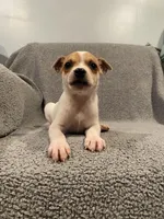 Ace , a male Jack Russell Terrier for sale in Richmond, MI – Photo 6 of 7