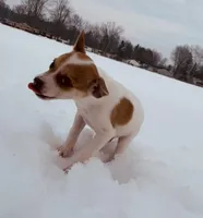 Ace , a male Jack Russell Terrier for sale in Richmond, MI – Photo 2 of 7