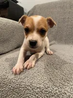 Ace , a male Jack Russell Terrier for sale in Richmond, MI – Photo 4 of 7