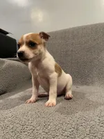 Ace , a male Jack Russell Terrier for sale in Richmond, MI – Photo 3 of 7