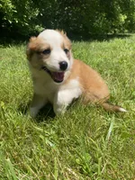 Bonnie, a female Australian Shepherd and Border Collie for sale in Smiths Creek, MI – 3 of 8