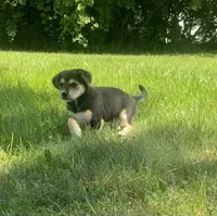 Sugar, a female Shiba Inu and Border Collie for sale in Smiths Creek, MI – 5 of 6