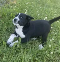 Oreo, a male Shiba Inu and Border Collie for sale in Smiths Creek, MI – 4 of 9