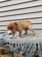 Jack, a male Jack Russell Terrier for sale in Smiths Creek, MI – 2 of 5